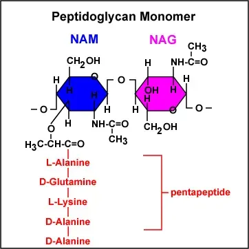 Peptidoglycan Structure